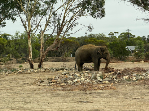 Monarto Safari Park-Monarto必去景点