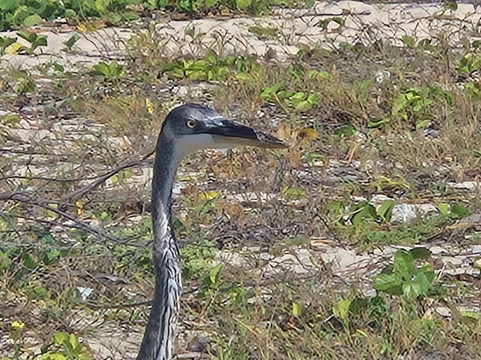 Salty Dog Catamaran-法哈多必去景点