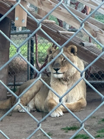 Lions, Tigers & Bears-Alpine必去景点