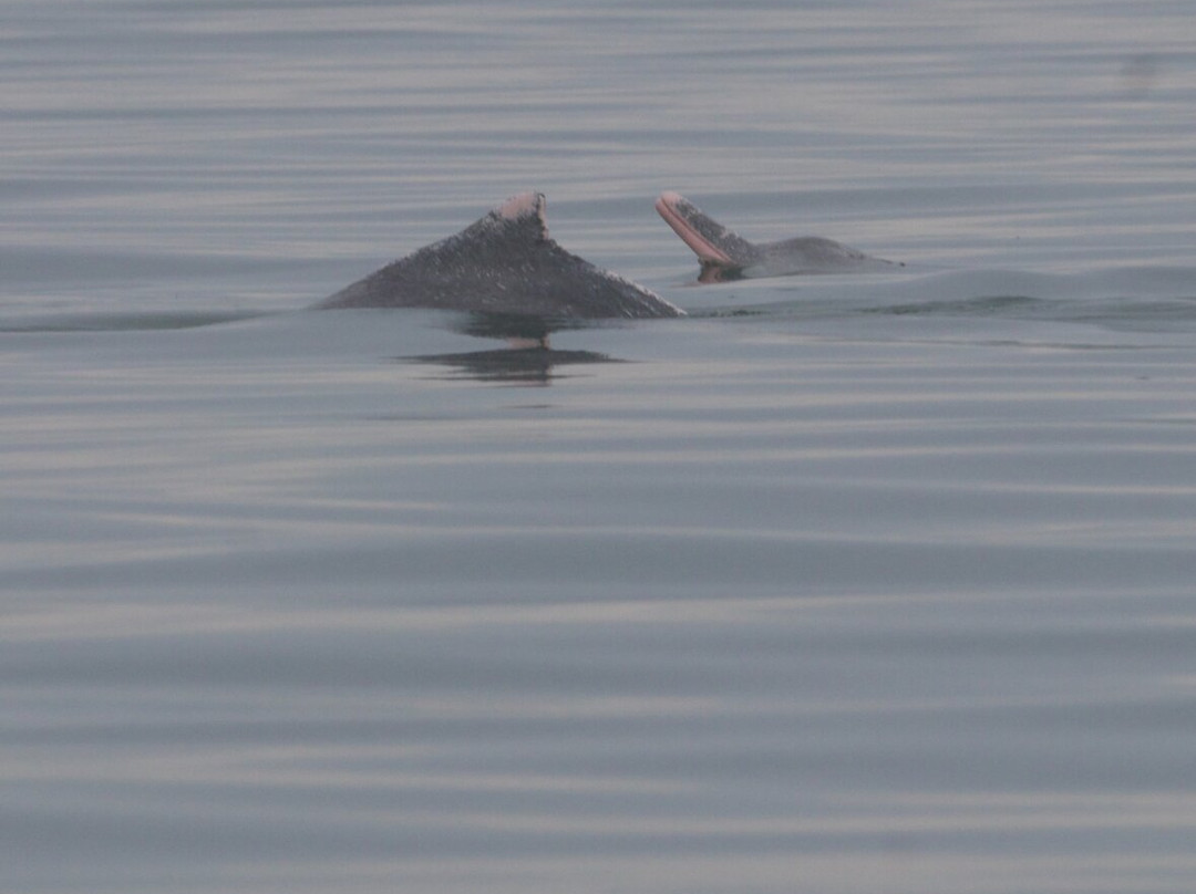Kampot Dolphin Ecotours | កំពតដូលហ្វីនអេកូធួរ-贡布必去景点