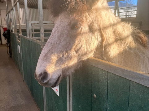 Eldhestar Volcano Horses-Olfus必去景点