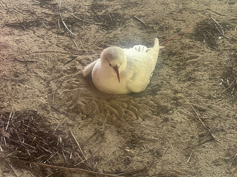 Ru's Lagoon Cruise-艾图塔基必去景点