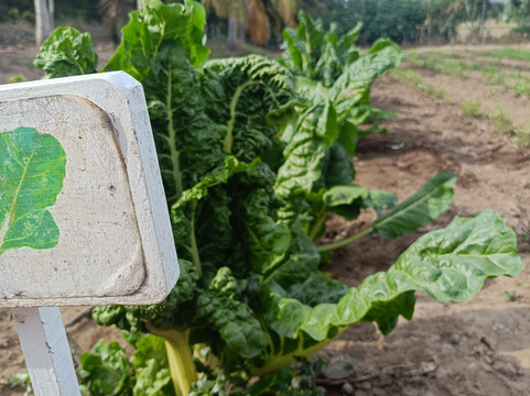 拉丝阿拉曼达斯酒店主图