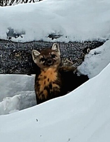 Yellowstone Expeditions-西黄石镇必去景点