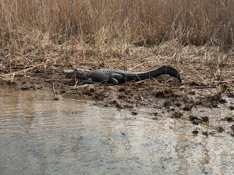 Airboat Express - Tours-Spanish Fort必去景点