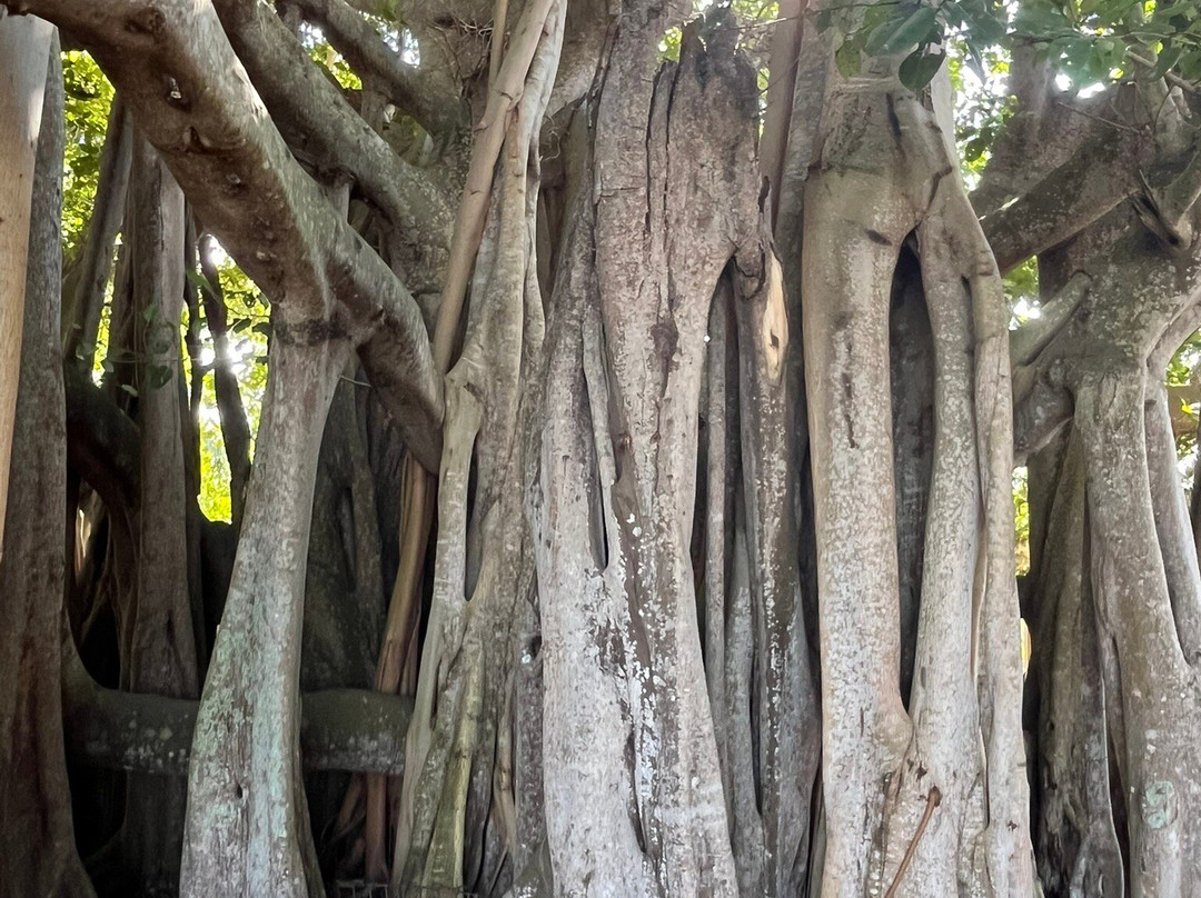 Master Gator Airboat Tours of Palm Beach County-西棕榈滩必去景点