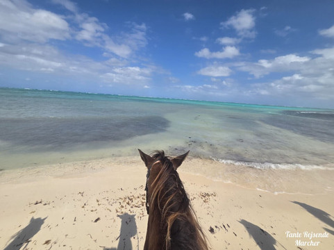 Pampered Ponies, Limited-西湾必去景点