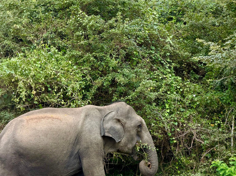 Exotic Island Tours - Private Driver Sri Lanka-Ganemulla必去景点