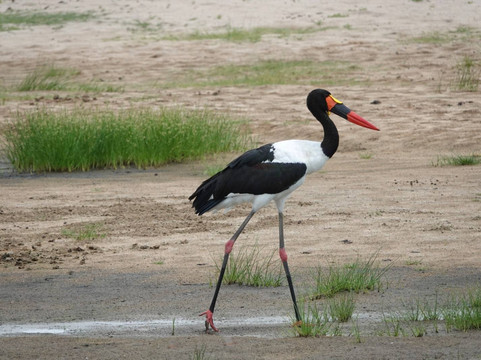 Ranger Safaris-阿鲁沙必去景点