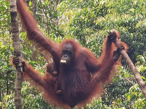 Dolphindo Tour Orangutan Tanjung Puting-Kumai必去景点