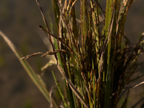 Living Land农场体验之旅-琅勃拉邦必去景点