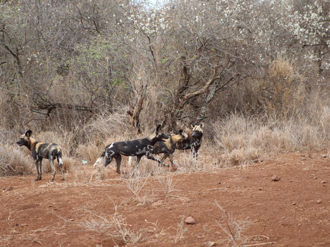 Shanjoy Tours and Safaris-Kikuyu必去景点