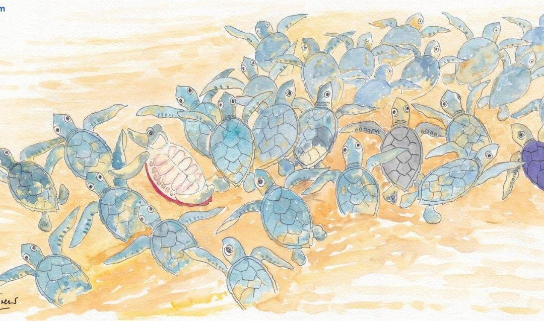 Turtles Nest Beach Apartments