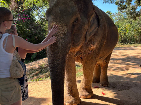 Samui Elephant Sanctuary-波普特必去景点