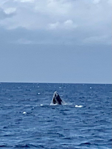 Teralani Sailing Adventures-拉海纳必去景点