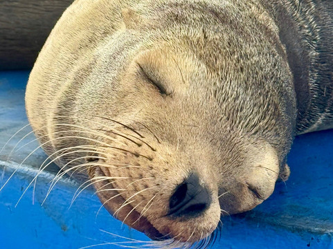 Galapagos Best Option-阿约拉港必去景点