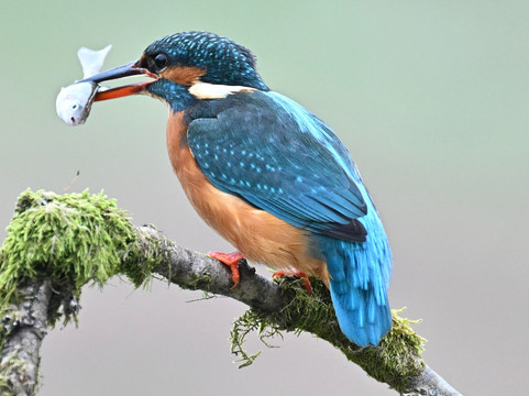 Scottish Photography Hides-Kirkcudbright必去景点