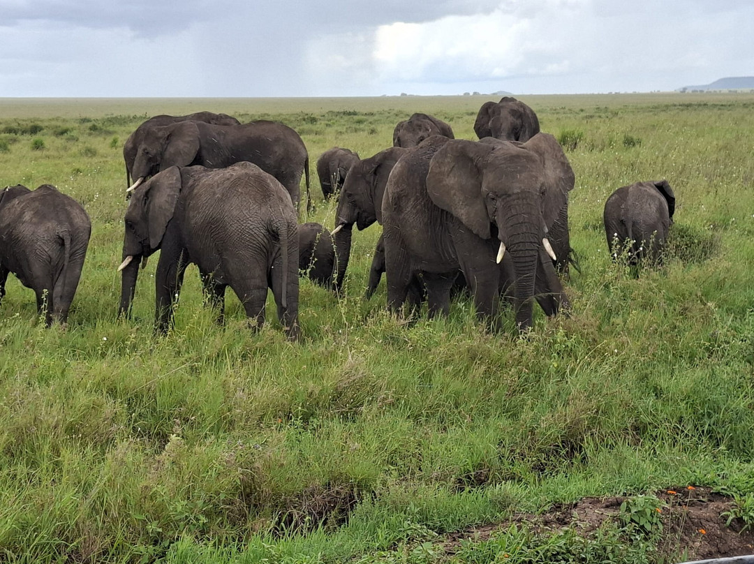 Predators Safari Club-阿鲁沙必去景点