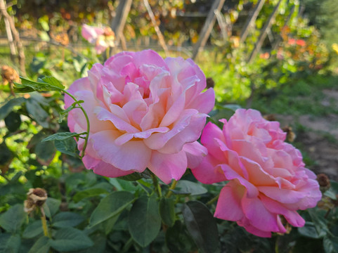 Campo La Quirinca-Isla de Maipo必去景点