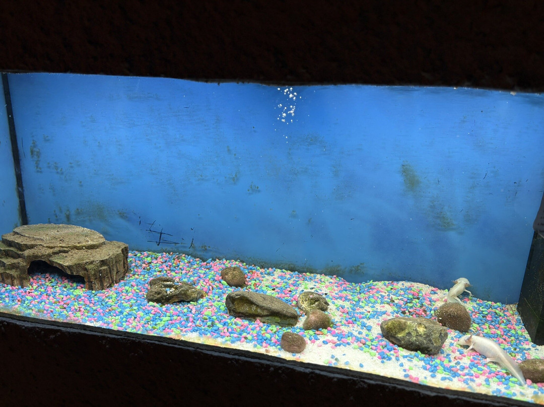 Pangea Park-Bjaeverskov必去景点