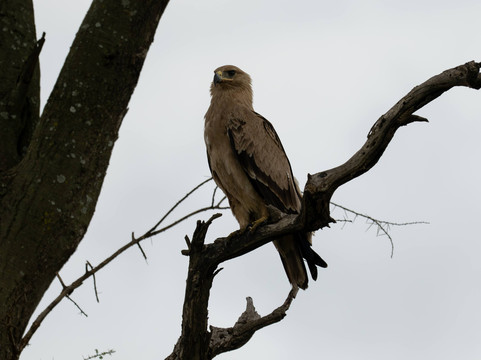 Kiliclimb Africa Safaris-阿鲁沙必去景点