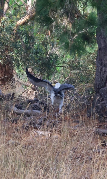 Leven River Cruises-Ulverstone必去景点