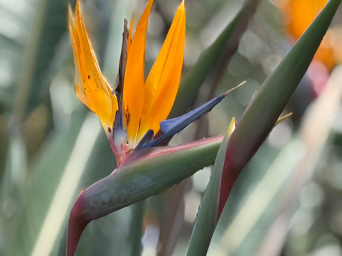 Votanikós Kípoi Krítis-Fournes必去景点