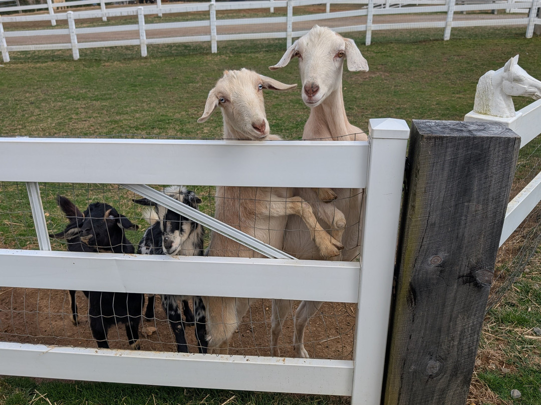 Winchester Creek Farm-韦恩斯维尔必去景点