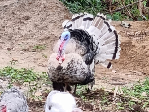 Mamaland Safaris-坎帕拉必去景点