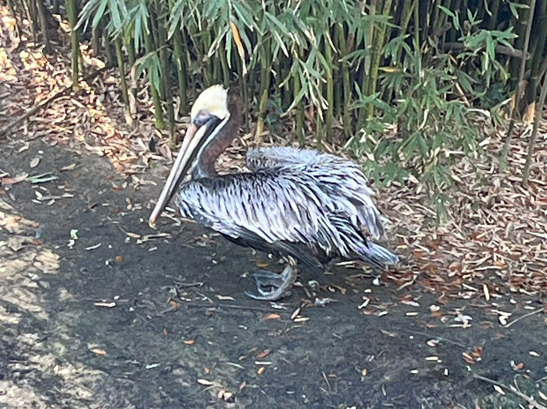 Charles Towne Landing State Historic Site-查尔斯顿必去景点