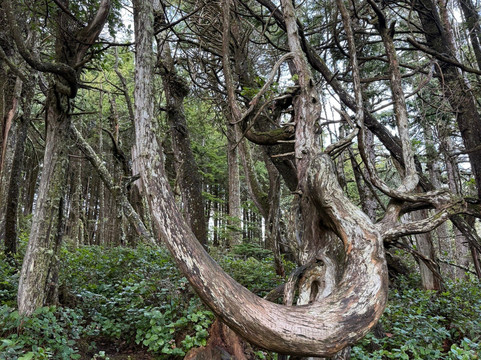 Amphitrite Point Lighthouse-尤克卢利特必去景点