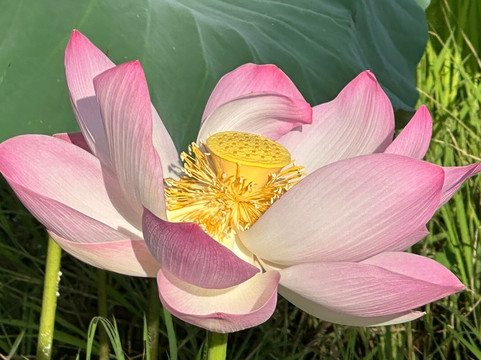 Mango Cruises-胡志明市必去景点