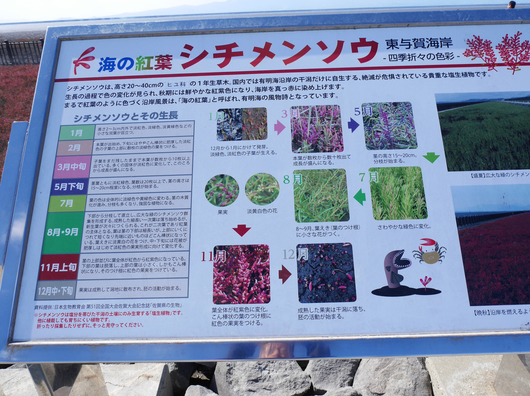 Suaeda Japonica Habitat-佐贺市必去景点