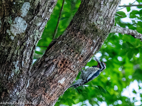 Six Mile Cypress Slough Preserve-迈尔斯堡必去景点