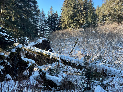 Seldovia Nature Tours-Seldovia必去景点