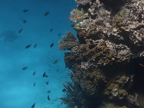 Taveuni Ocean Sports-塔韦乌尼岛必去景点