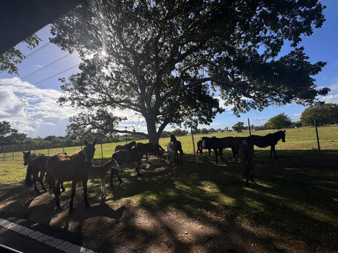 Vieques Island-维切克岛必去景点