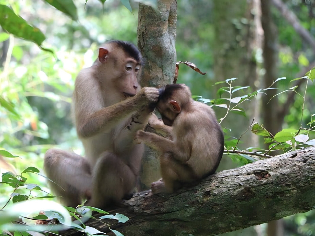Trek of Sumatra-武吉拉旺必去景点