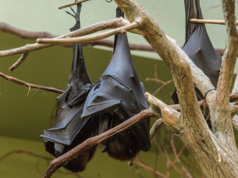 国家鸟类公园-匹兹堡必去景点