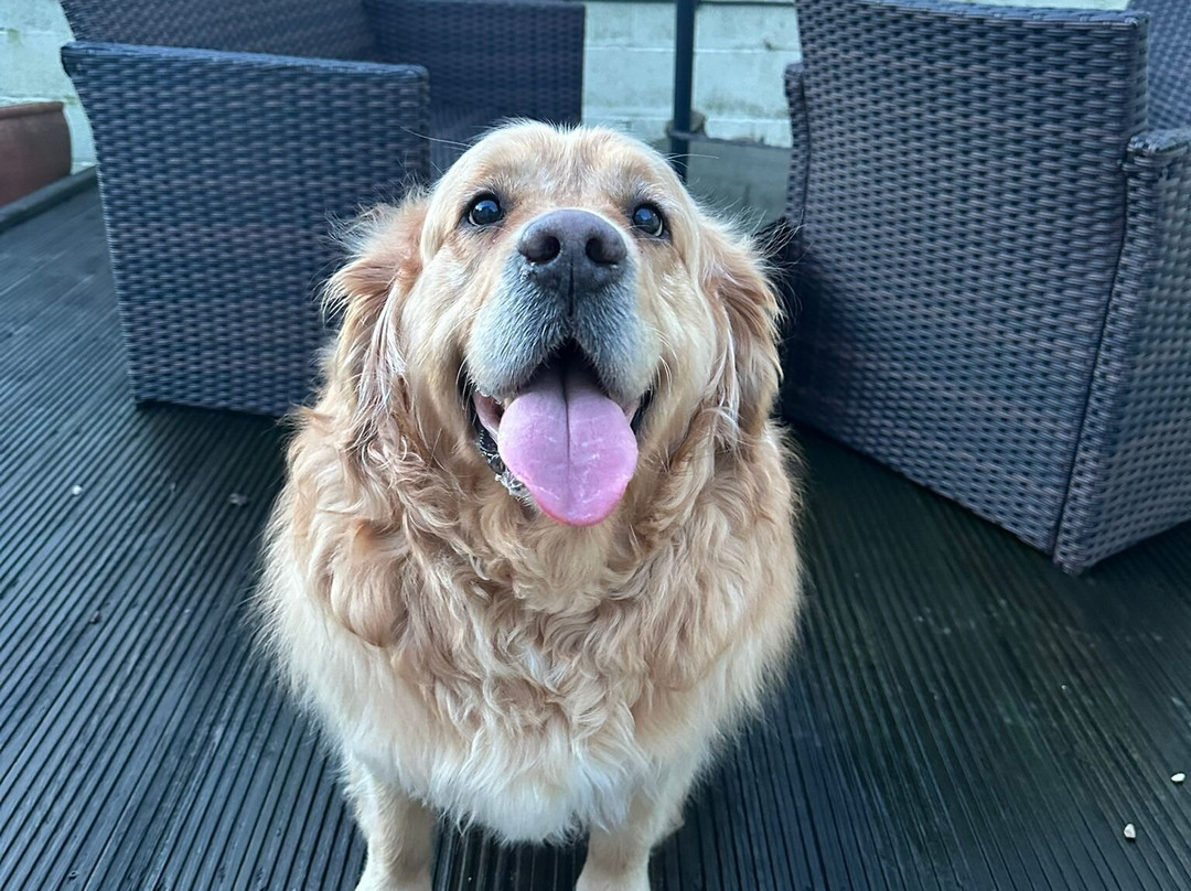 The Cobbless Collective