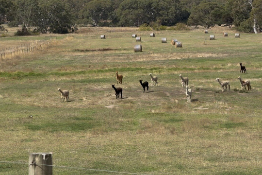 Softfoot Farm & Wildlife Park-Hindmarsh Valley必去景点
