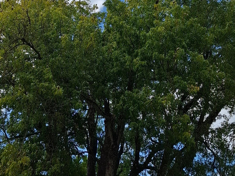 Dominica Botanic Gardens-罗索必去景点