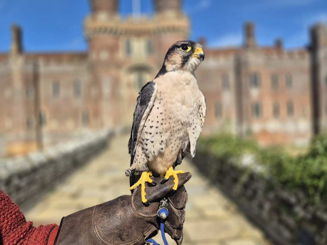 East Sussex Falconry-Herstmonceux必去景点