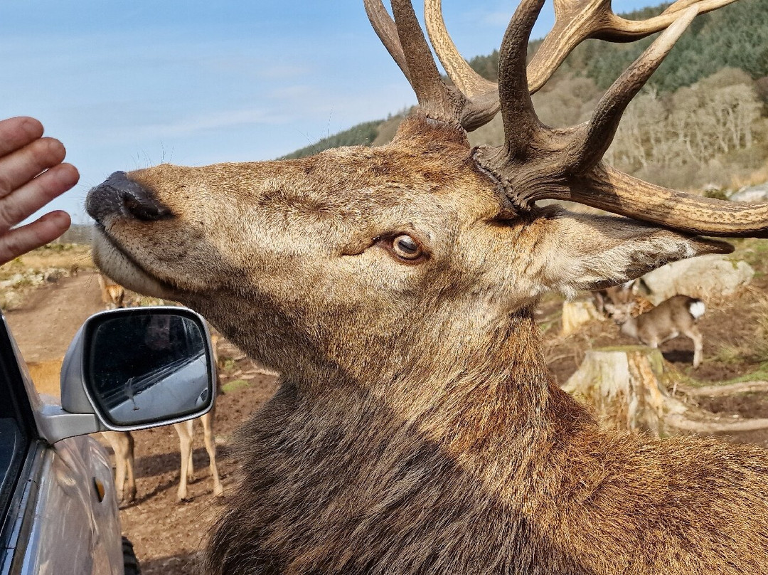 Bainloch Deer Park-Dalbeattie必去景点