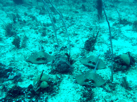 La Galigo Liveaboard-科莫多必去景点