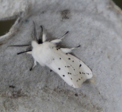 Westerlands-Graffham必去景点