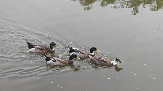 Rosetta Sakleshpur-酒店景观