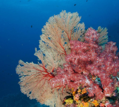 西海岸潜水员-查龙必去景点