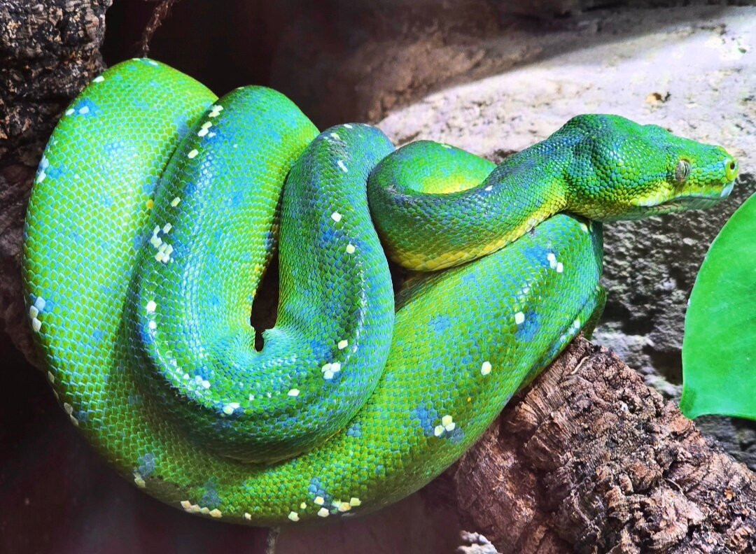 Crocodiles of the World-Brize Norton必去景点