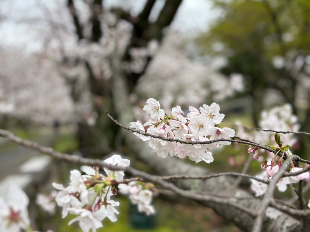 舞鹤公园-Chuo必去景点